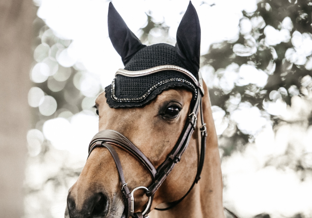 Kentucky Hutter Kentucky Hutter